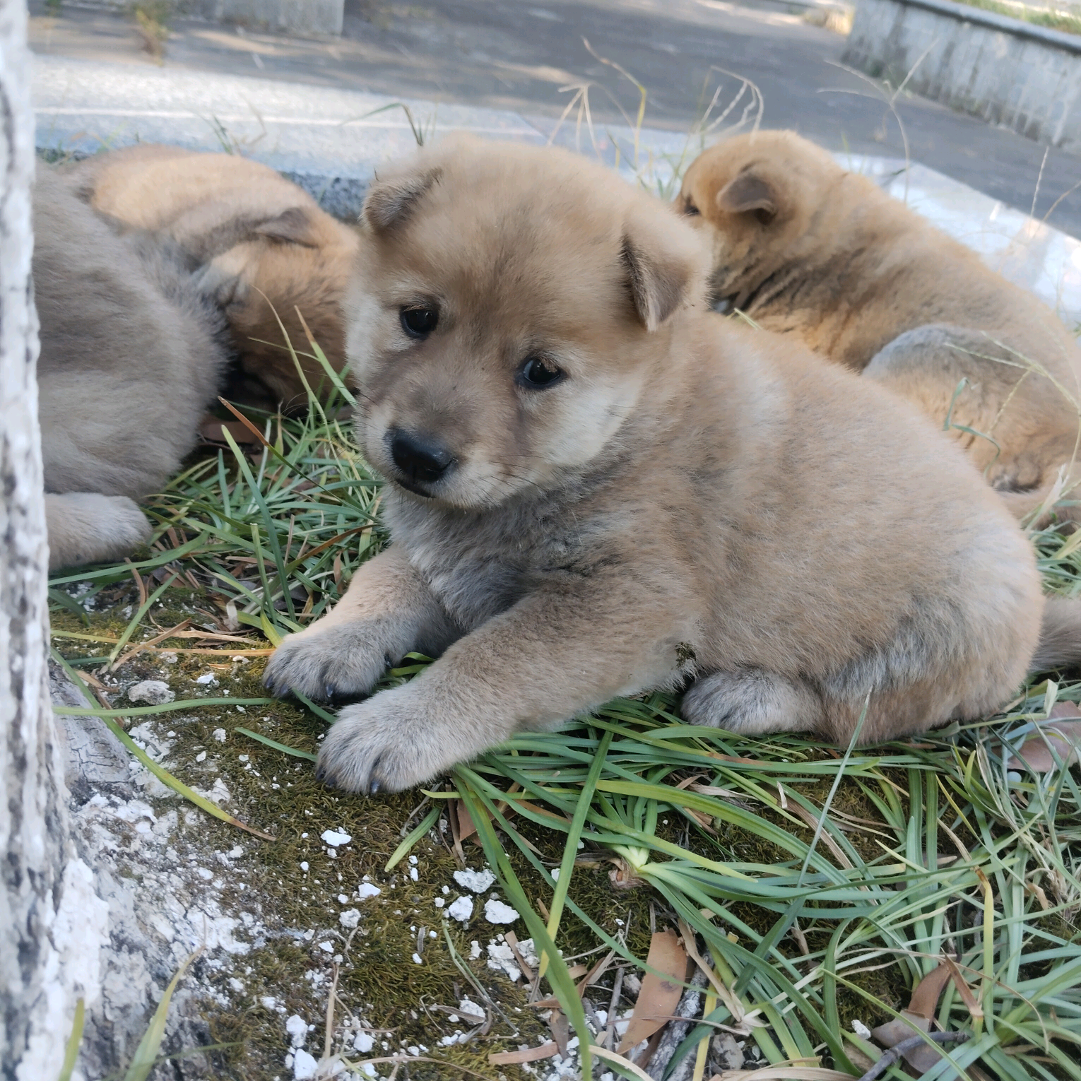 田园犬养护交流群 群聊头像