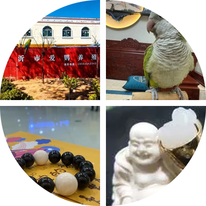 临沂爱鹦养殖场 群聊头像