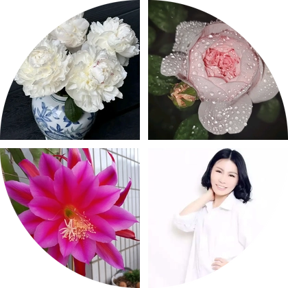 三友庭院芍药花 群聊头像