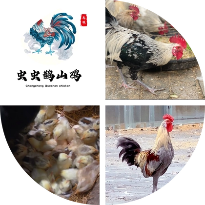 虫虫鹊山鸡 群聊头像