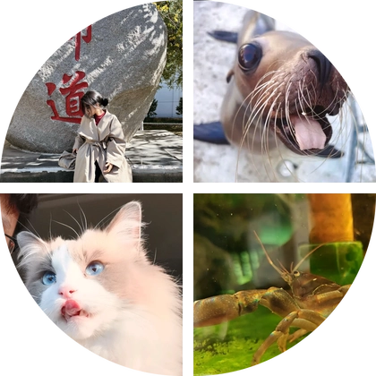 爱龟龟～ 群聊头像